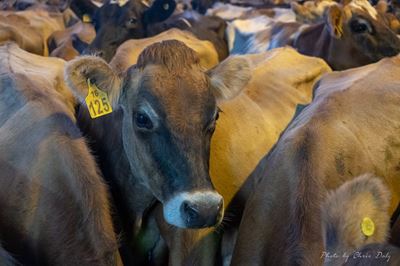 FMD cases stable in Garden Route as vaccinations increase
