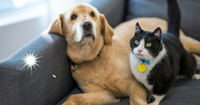 Heads up, pet owners! These batches of popular pet foods are unsafe