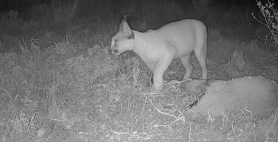 Dana Bay camera traps capture caracal, honey badger
