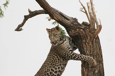 Garden Route leopard conservation project highlights threats and solutions