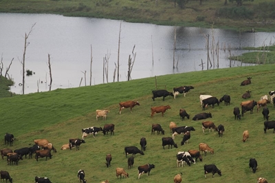 Onhoudbare situasie weens tekort aan BKS-entstof