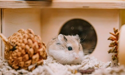 Help! My child wants a hamster – what now?