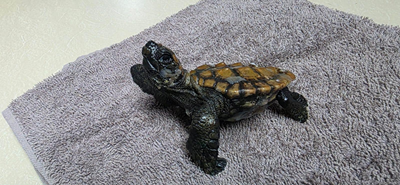 Eerste seeskilpadjie vir seisoen by Boggomsbaai gered