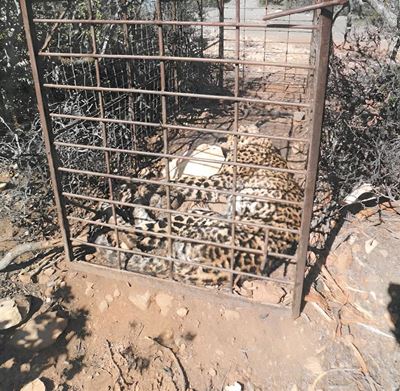 Foundation warns leopard case may collapse