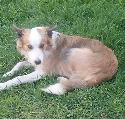 Let's get Pixie home for Easter