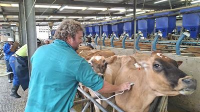 Enstof vir Tuinroete minder as verwag