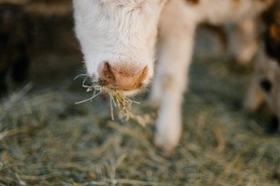 Foot-and-mouth disease update: 6 positive farms in Mossel Bay area 