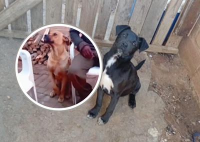 Investigations ongoing in Brandwag dog shooting incident