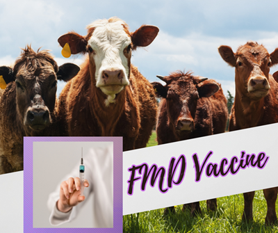 Foot and Mouth Disease: Garden Route stats