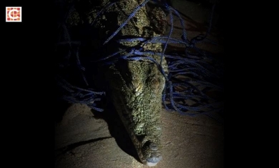 Croc safely removed from KZN beach