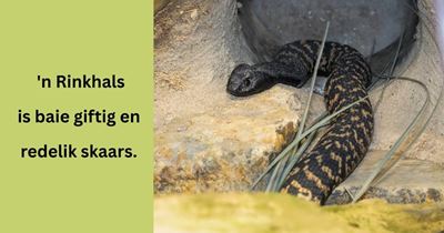 Derde rinkhals besoek Dellvillepark-erf