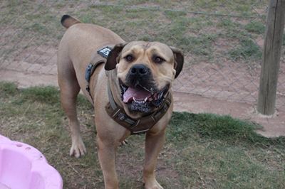 Peaches: Sweet like her namesake and ready for adoption