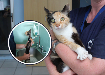 Rescued from  a drain: Hope looking for a home