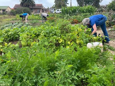 Food garden workshops: Learn to grow your own food