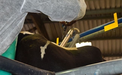 Court forces government to act urgently against foot-and-mouth disease