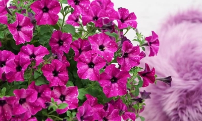 Lifestyle petunias to make your lifestyle bloom
