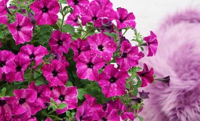 Lifestyle petunias to make your lifestyle bloom
