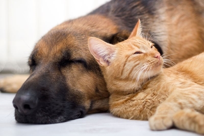 Protect your pet from the unseen threat of parasites