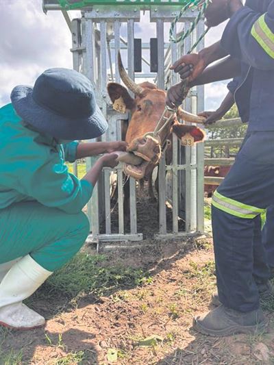 'Mismatch' of vaccine with FMD strain explained