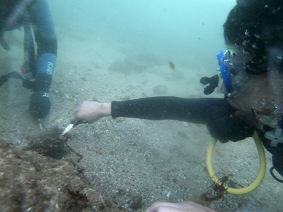 Ghost gear a scourge