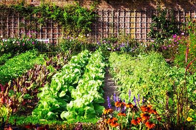 Top 10 finalists named in Shoprite’s inaugural food garden competition