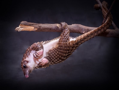 Pangolin traffickers sentenced to 8 years behind bars