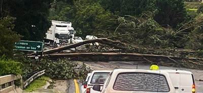 Fallen trees cut off access to Knysna