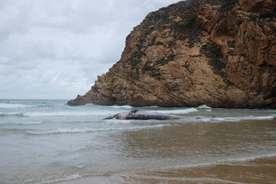 Whale carcass washed back to sea with high tide at Gwaiing Beach