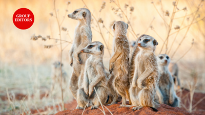 What meerkat and springbok know about money