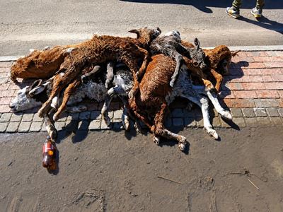 Dumping of calves in Themba condemned