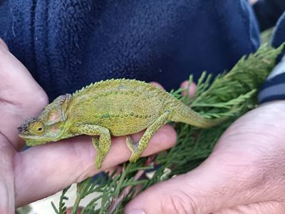 Chameleon search continues tonight