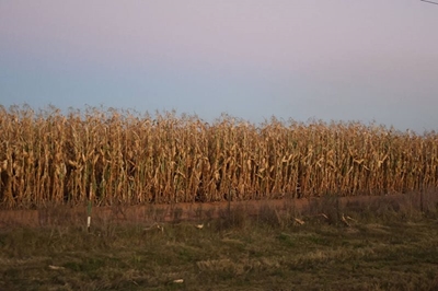 Slim grain margins threaten wider banking system, warns Land Bank economist