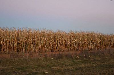 Slim grain margins threaten wider banking system, warns Land Bank economist