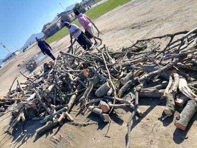 Collection of firewood in Thembalethu