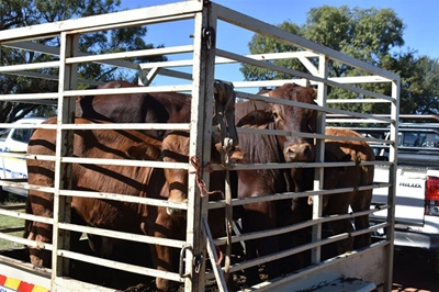 Foot-and-mouth outbreak in Oudtshoorn triggers strict containment measures