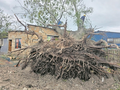 Windstorm causes havoc