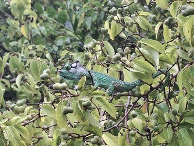 CapeNature adds its voice to responsible chameleon rescue following Garden Route storms