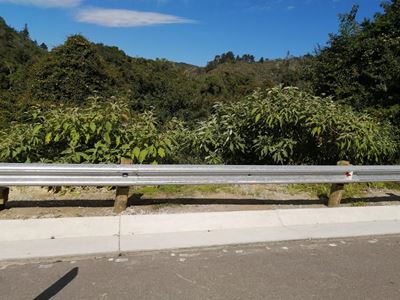 Invasive plants along N2 pose safety risk