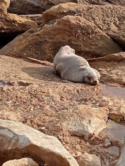 Another Mossel Bay seal tested for HPAI