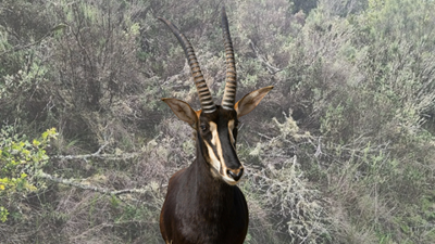 Famous comeback or ecological quandary - Bluebuck revival sparks questions around species conservation