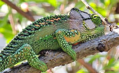 Urgent plea to rescue more chameleons in Blanco tonight