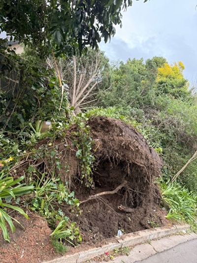 Massive cypress tree narrowly misses Blanco homeowner 