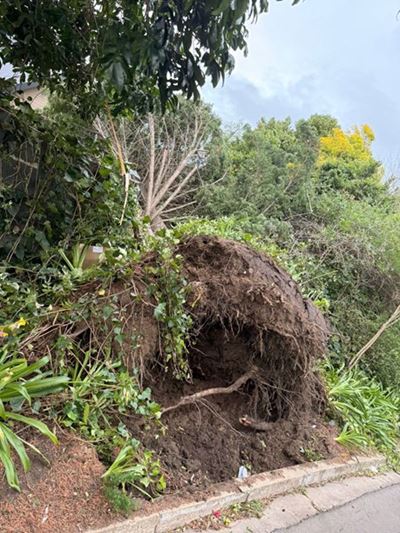 Massive cypress tree narrowly misses Blanco homeowner 