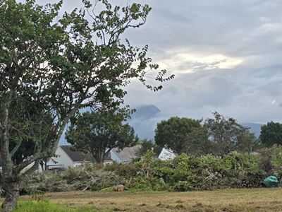 Illegal dumping of tree branches prohibited