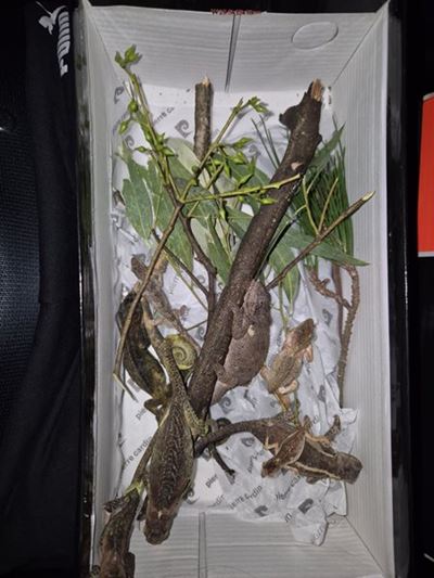 Help save more chameleons tonight from storm debris in Union Street