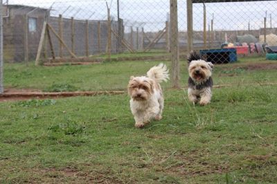 Milo and Oreo are looking for homes