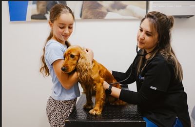Vitalvet's Winter Wellness Guide for pets