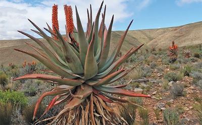 Aloe ferox: A plant pharmacy and attractive garden feature