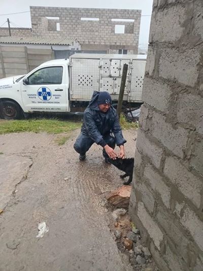 SPCA braves weather to help animals