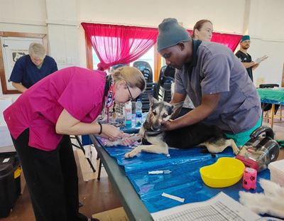 55 pets spayed at Rheenendal outreach
